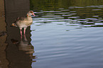 Egyptian goose