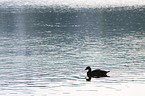 Egyptian goose
