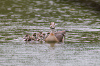 Egyptian geese