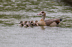 Egyptian geese