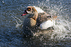 Egyptian goose