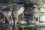Egyptian geese