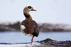 Egyptian goose