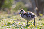 Egyptian goose