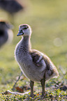 Egyptian goose