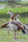 Egyptian geese