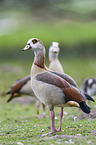 Egyptian geese
