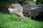 Egyptian goose