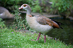 Egyptian goose