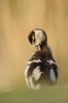 Egyptian goose