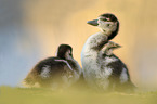 Egyptian geese