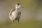 Egyptian goose
