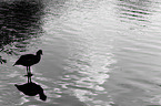 Egyptian goose