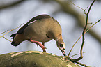 Egyptian goose