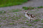 Egyptian goose