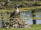 Egyptian goose