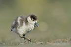 Egyptian goose