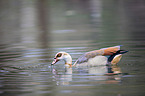 Egyptian goose