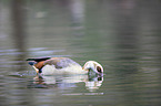 Egyptian goose