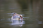 Egyptian goose