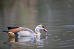 Egyptian goose