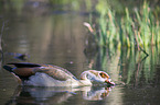 Egyptian goose