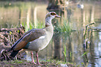 Egyptian goose