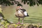 Egyptian goose