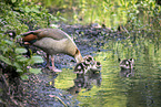 Egyptian goose