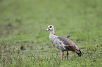 Egyptian goose