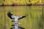 flying Egyptian Goose