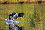 flying Egyptian Goose