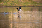 flying Egyptian Goose