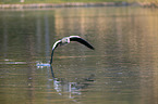 flying Egyptian Goose