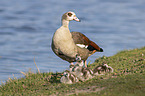 Egyptian Gooses