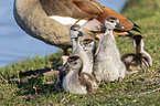Egyptian Gooses