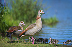 Egyptian Goose
