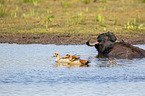 Water buffalo on the water