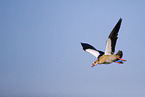 Egyptian goose