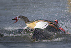 Egyptian goose