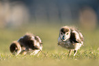 Egyptian goose chicks