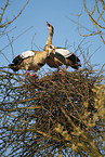 Egyptian geese