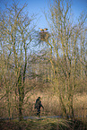 Egyptian geese