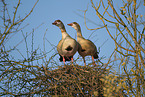 Egyptian geese