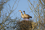 Egyptian geese