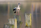Egyptian goose