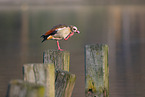 Egyptian goose