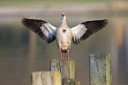 Egyptian goose