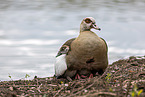 Egyptian geese
