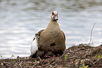 Egyptian geese